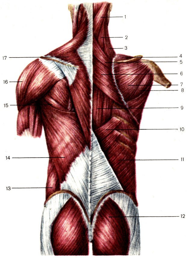 Мышцы спины и задней области шеи поверхностные слои